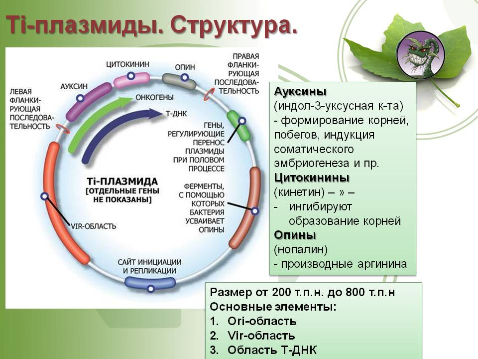 Кракен точка