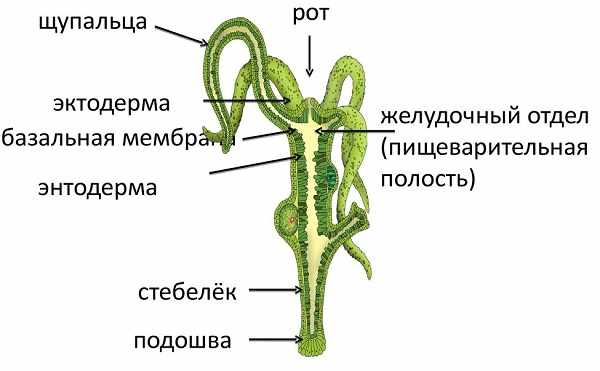 Кракен зеркало ссылка онлайн